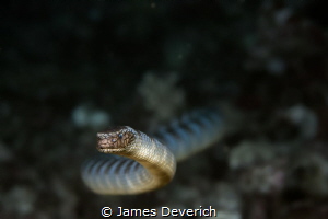 Turtle head Sea Krait by James Deverich 